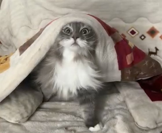 cat blanket peek.jpg
